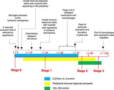 Quantitative and Correlational Analysis of Brain and Spleen Immune Cellular Responses Following Cerebral Ischemia